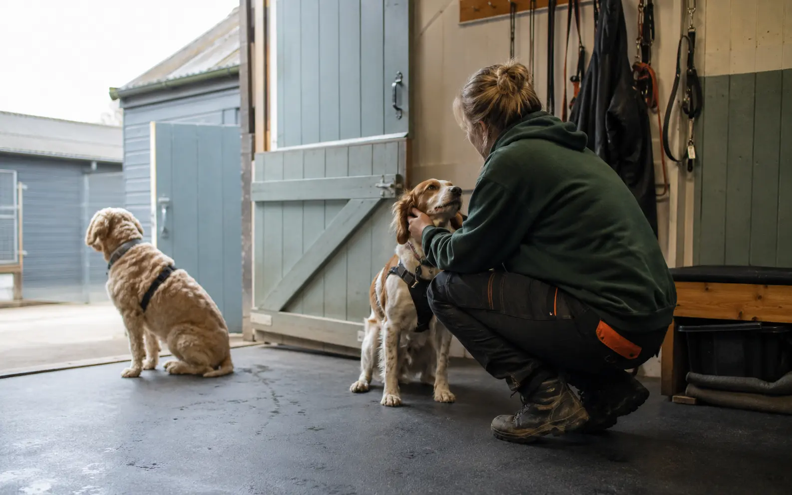 A member of a dog daycare team welcoming a dog at arrival
